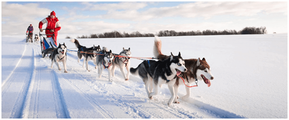 «Диваки» серед гібридів -1